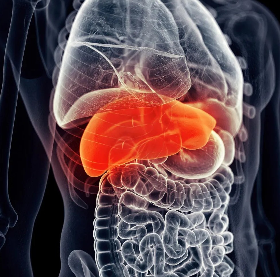 “Ilustración del sistema digestivo conectado con el sistema nervioso, representando la comunicación entre intestino y cerebro.